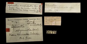 Media type: image; Invertebrate Zoology OPH-1161 Aspect: labels